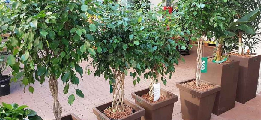 Vrtni centar Flora