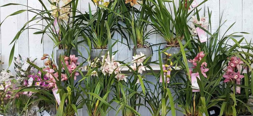 Vrtni centar Flora